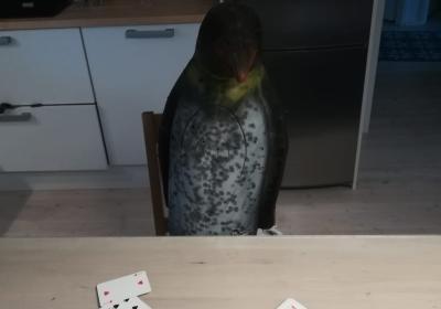 Poker Col Pinguino